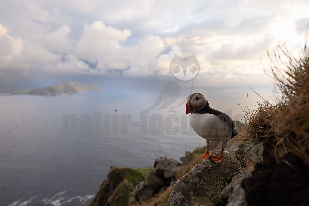 R5NF5578-20230720 | Der Papageitaucher – auch Papageientaucher oder Puffin genannt – ist eine Vogelart aus der Familie der Alkenvögel. Die Art brütet in Erdhöhlen an und auf Klippen oder an deren Fuß im Nordatlantik sowie im westlichen Nordpolarmeer. - Realisiert mit Pictrs.com