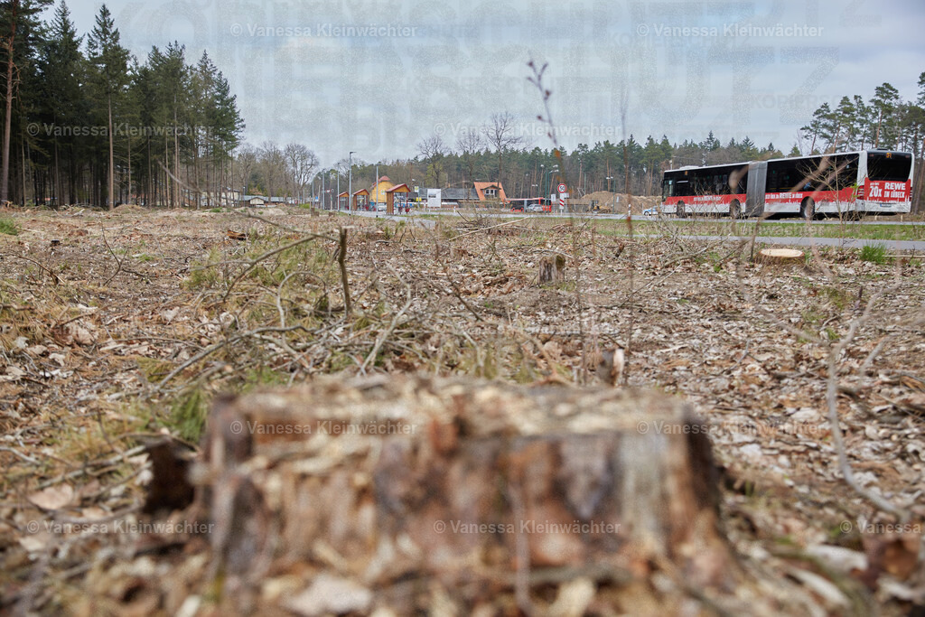 250412_TeslaWaldspaziergang_00023 | Vanessa Kleinwächter - Realisiert mit Pictrs.com