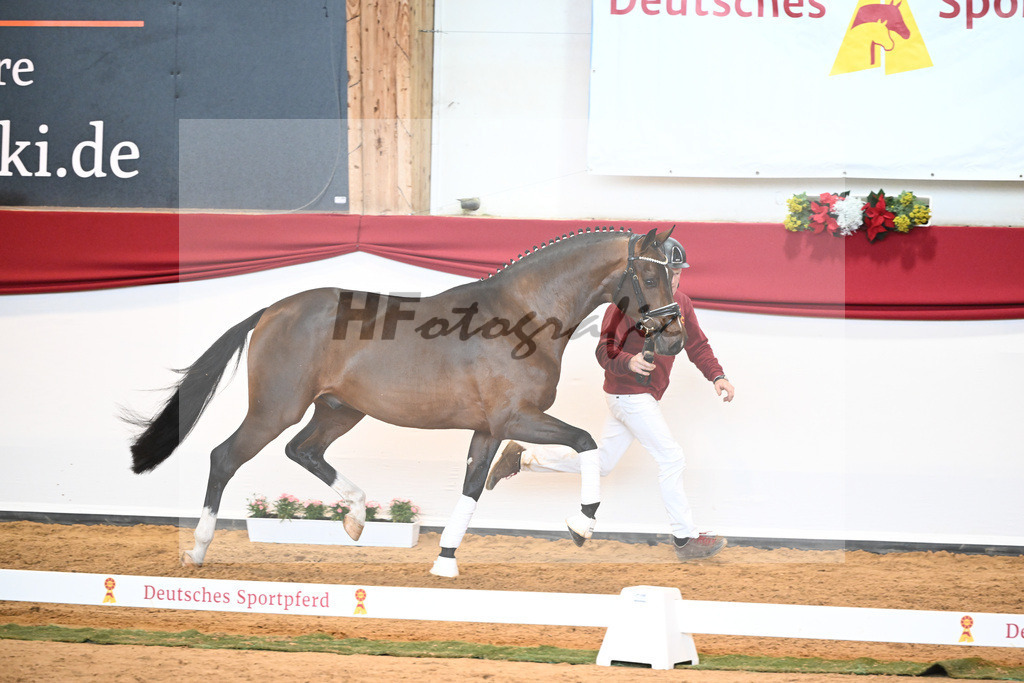 Kat-Nr. 57 Valverde x Diamond Hit_Blessing_43231010 | hf-fotografie - Realisiert mit Pictrs.com