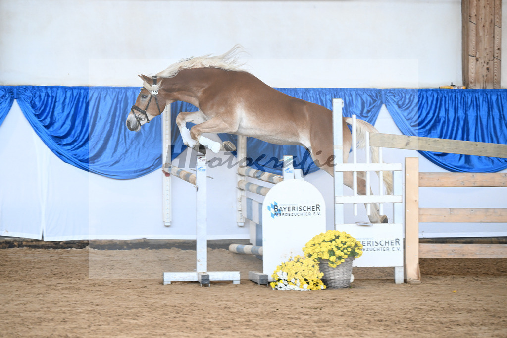 Kat-Nr. 13 Wolverine v. Westwind_Lechner_48250293 | hf-fotografie - Realisiert mit Pictrs.com