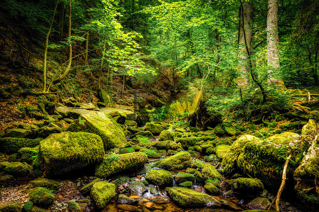 Bemooste Steine in der Monbachtalschlucht - Schwarzwald | Das Bild zeigt die wildromantische Monbachschlucht im Nordschwarzwald. Die Schlucht liegt bei Bad Liebenzell und ist ein beliebtes Natur- und Landschaftsschutzgebiet. Der Weg führt entlang des Monbachs über schmale Pfade, umgestürzte Baumstämme und bemooste Felsbrocken. Besucher können hier glitzernde Bäche, wilde Felsformationen und eine urwüchsige Pflanzenwelt erleben.  - Realisiert mit Pictrs.com