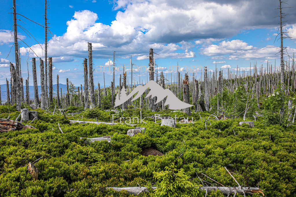 OE7A4076 | Stürme und Borkenkäfer haben dem Wald im Bayerischen und Böhmischen Wald stark zugesetzt. Die Schäden sind gewaltig und unübersehbar. Mehr und mehr breitet sich Jungwuchs und damit neuer Wald in den Höhenlagen aus