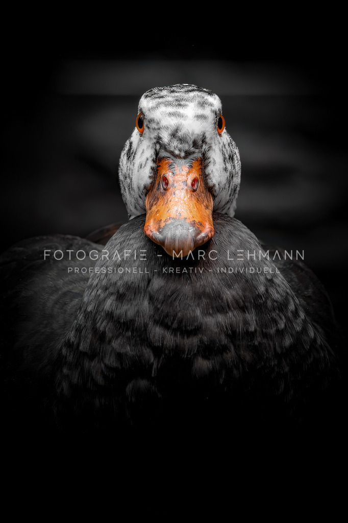 Fotografie-Marc-Lehmann-Ente | Fotografie Marc Lehmann - Realisiert mit Pictrs.com