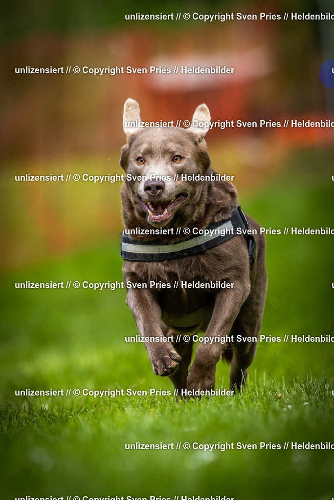 Sven Pries | 2025-04-13 - Hunderennen Baden-Baden - Realisiert mit Pictrs.com