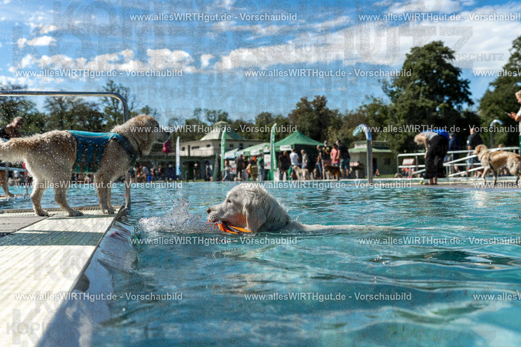 Hundeschwimmen_Volksbad_2026-allesWIRTHgut_Tierfotografie-2609061304-121409-7R500456 | Professionelle Tierfotografie in Mönchengladbach von Daniel Wirth (allesWIRTHgut). Liebevolle & natürliche Bilder von Hunden & Katzen für unvergessliche Erinnerungen.