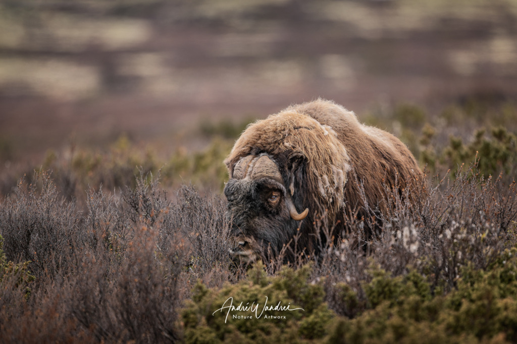 Urkraft des Nordens | Andre Wandrei - Nature Artworx - Realisiert mit Pictrs.com