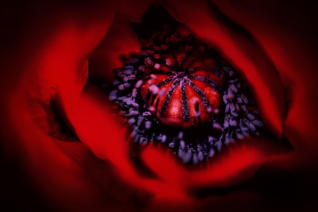 Mohn | Simone Sonderegger Photography