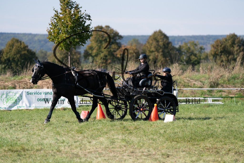 A7V04358 | Pferdefotograf