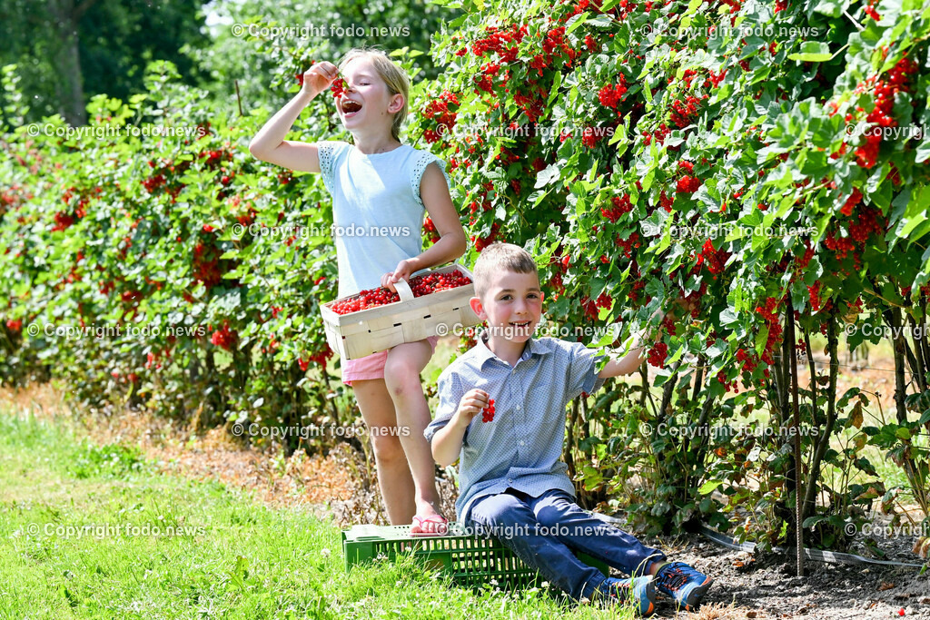 Erdbeeren_ Himbeeren_ Ribisel_ Mayer_ 20.06.2023-16 | 20.06.2023, Raffelding, AUT, Erdbeeren, Himbeeren, Ribisel, Mayer, im Bild Leonora und Maximilian im Ribiselgarten