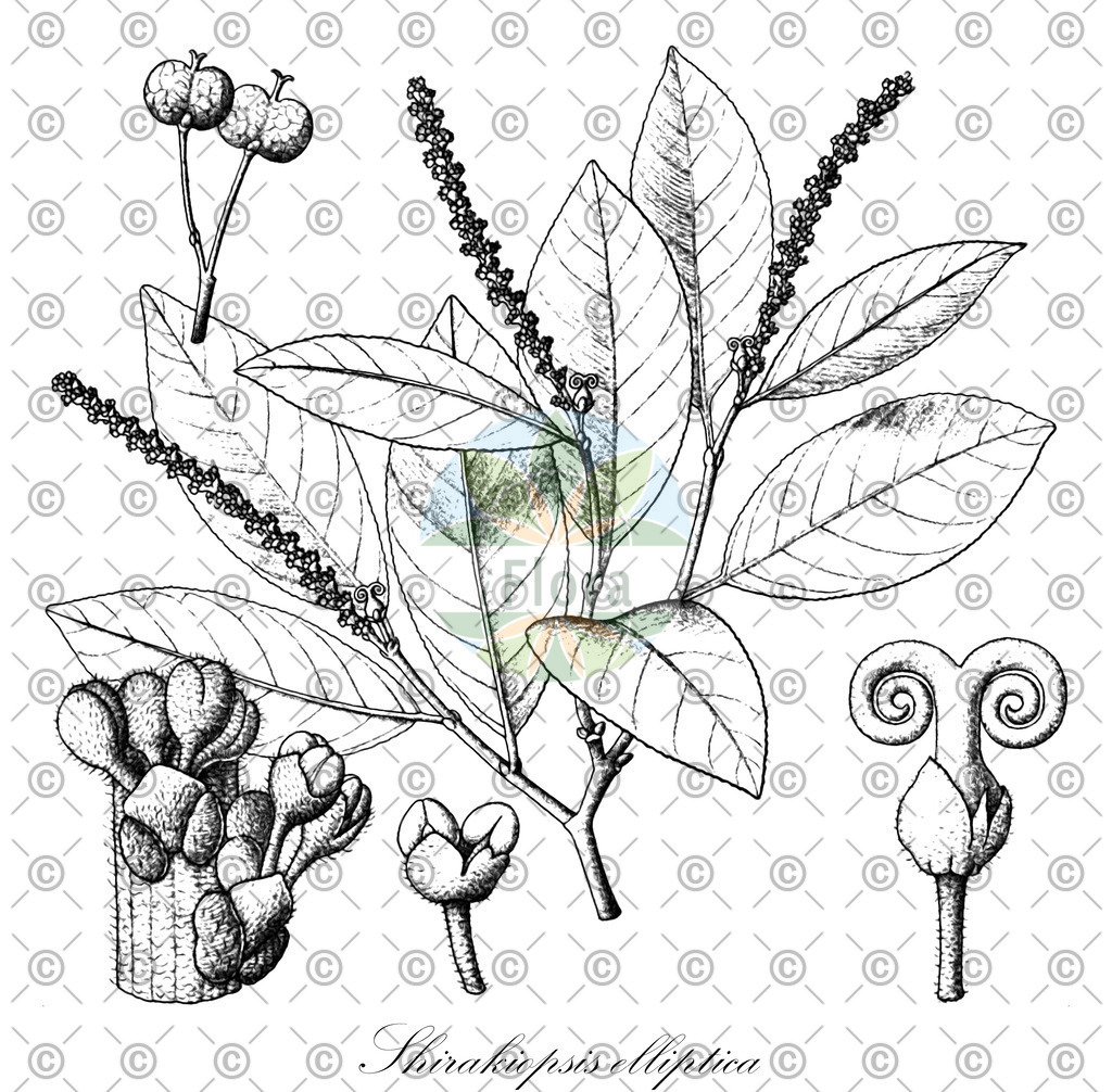 HistAbb_wfo-0001046459_1_ENZY_Simple | Historische Abbildung von Shirakiopsis elliptica - Euphorbiaceae | Historical Illustration of Shirakiopsis elliptica - Euphorbiaceae