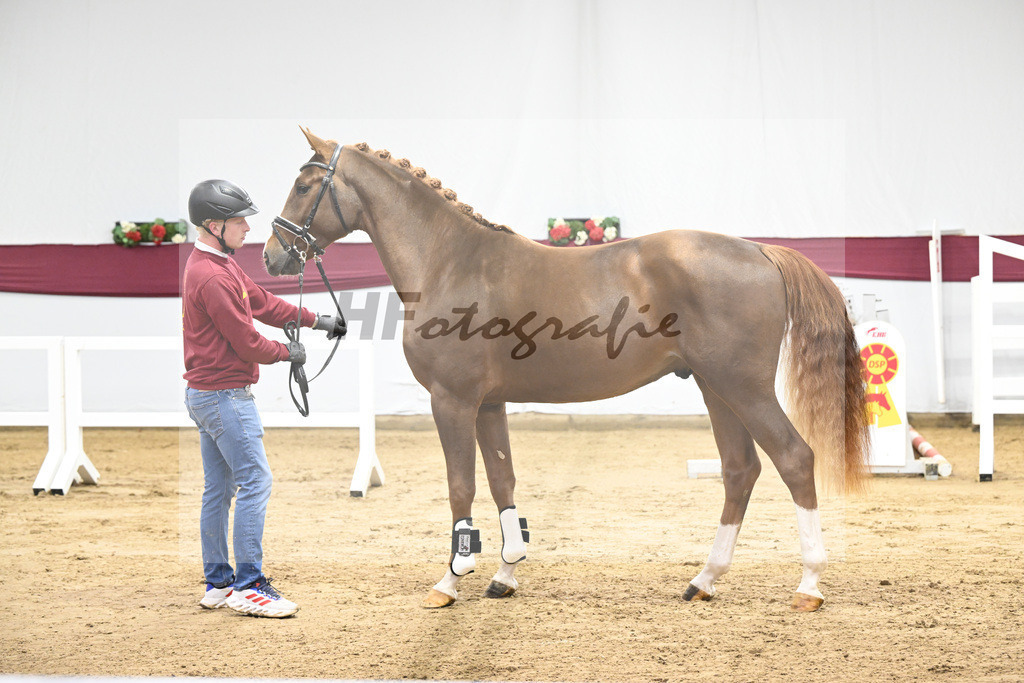 Kat-Nr. 74 Cicero Z x Quadrigus M_Reit- und Turnierpferde GmbH IB Berger_47252957 | hf-fotografie - Realisiert mit Pictrs.com