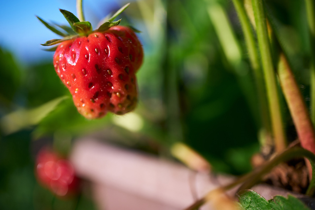 Rote Erdbeere gegen blauen Himmel | Austria - June 09, 2023: Rote Erdbeere gegen blauen Himmel. - Realisiert mit Pictrs.com