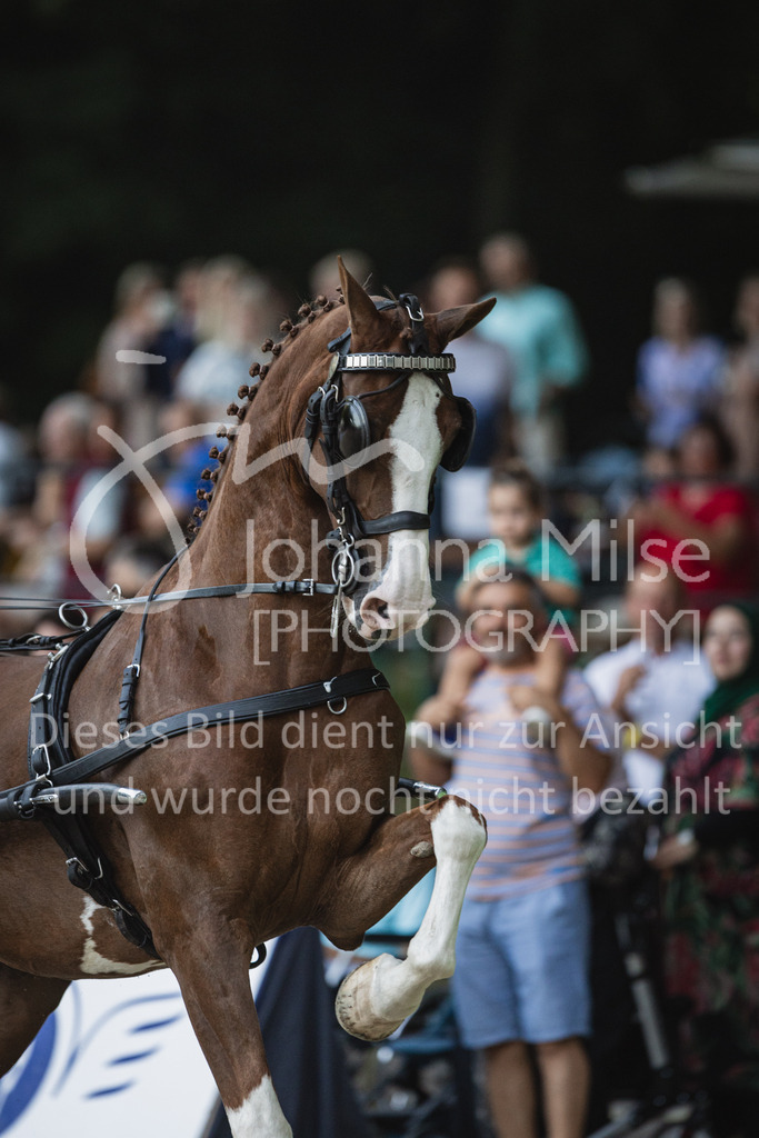 230909_OWLCh_Championat-617 | Deine schönsten Turniermomente als professionelle Fotos! Entdecke hochwertige Pferdesport-Fotografie im Online-Shop. Jetzt Fotos finden & bestellen!