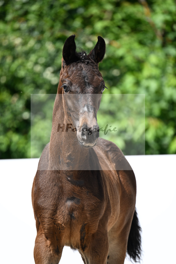 St. Emilion x Fuerst Romancier_HF_Rief_13251476 | hf-fotografie - Realizzato con Pictrs.com