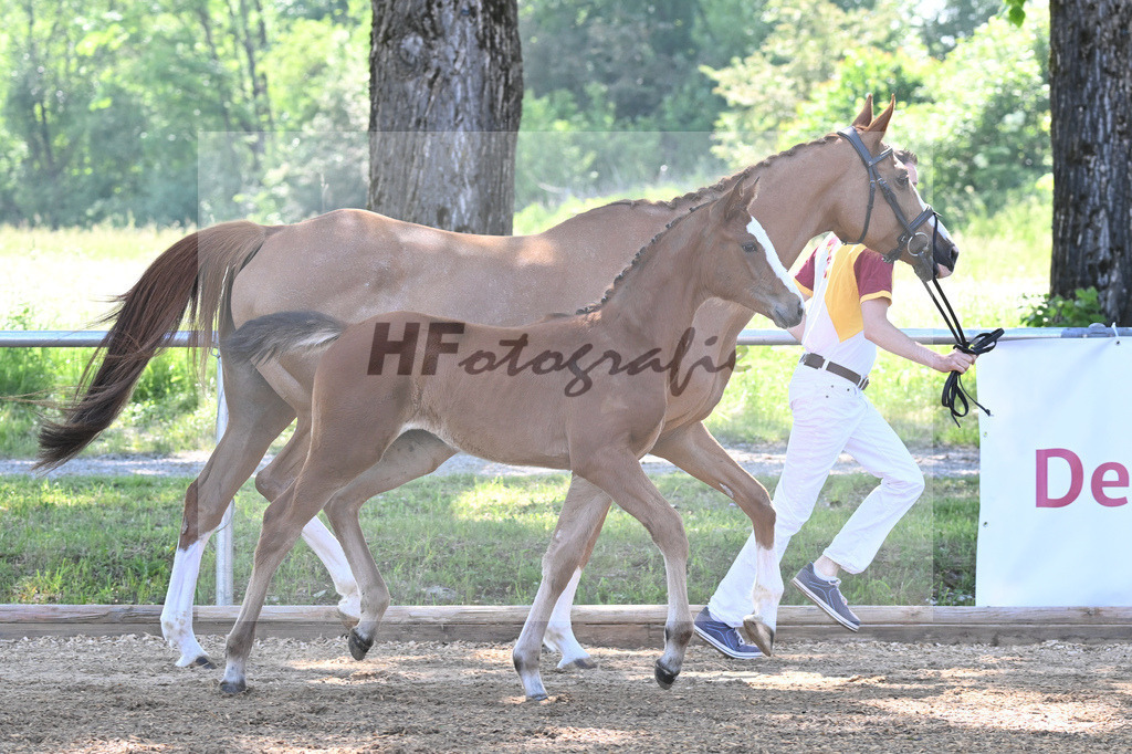 Kat-Nr. 1 SF Chaccos Son_Ruppert_14230017 | hf-fotografie - Realisiert mit Pictrs.com