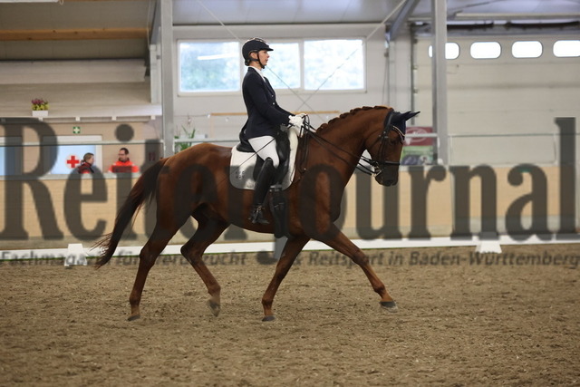 Waghäusel-Wiesental_2024_Prfg.Nr.08_1.WP_U25_sabine Schmidt_Quickstepp II (7) | Alle Fotos der Reiterjournal Fotografin Doris Matthaes im Reiterjournal Online-Fotoshop. - Realisiert mit Pictrs.com