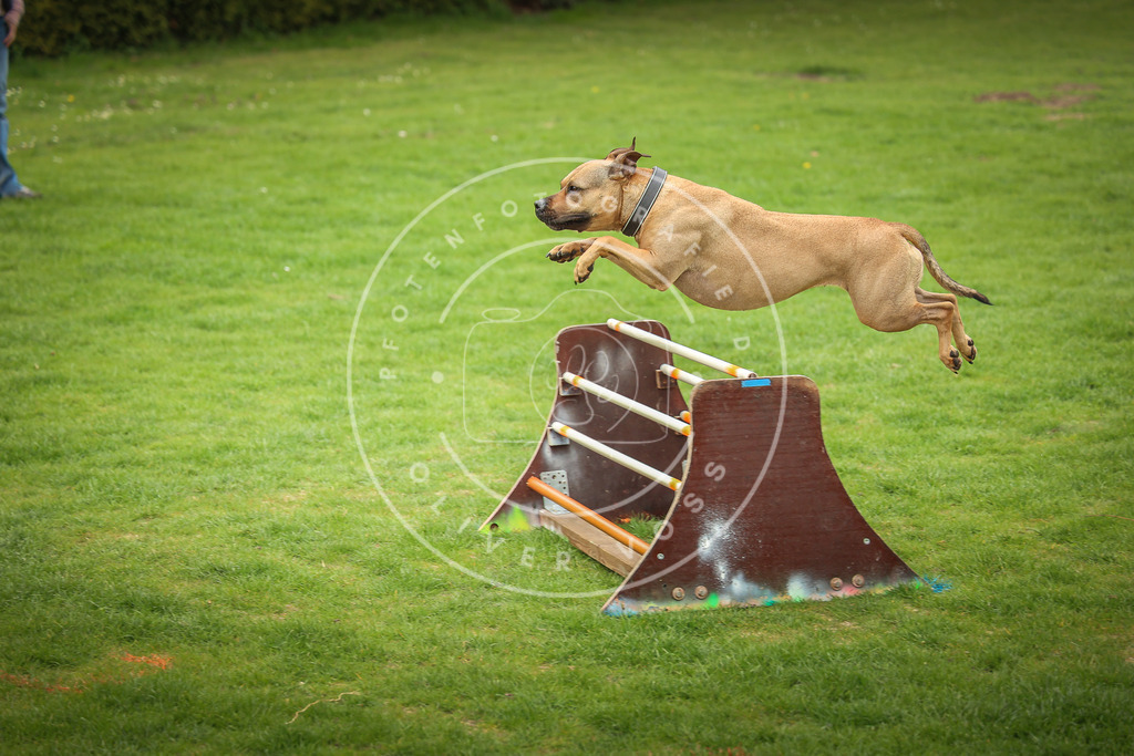 Pfotenfotografie_0L8A9785 | Hundefotografie, Tierfotograf, Pfotenfotografie, Fotoshooting Hund, Hunde Portrait, Hundesport, Hundeportraits, Heideshooting, Hunde, Sportfotograf, Hundefotograf, Turnierhundsport, THS,  - Realisiert mit Pictrs.com