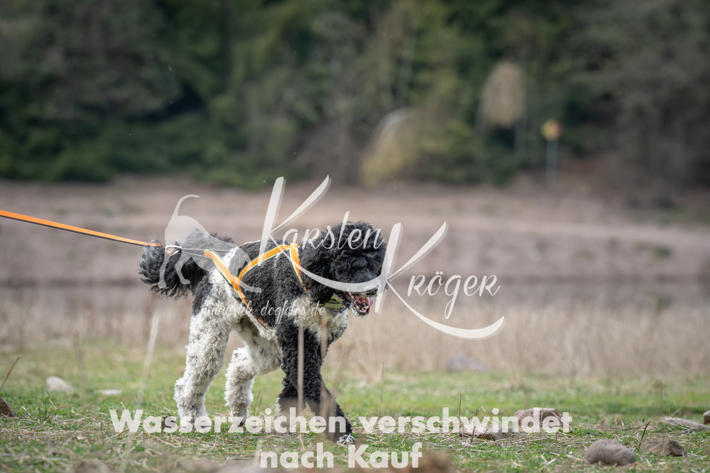 1831_ZZ98822 | kk-dogfotos