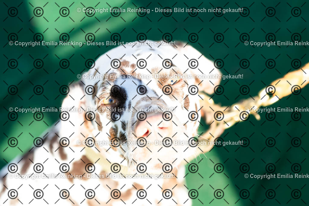 CL5A0947 | Emilia Reinking Fotografie - Realisiert mit Pictrs.com