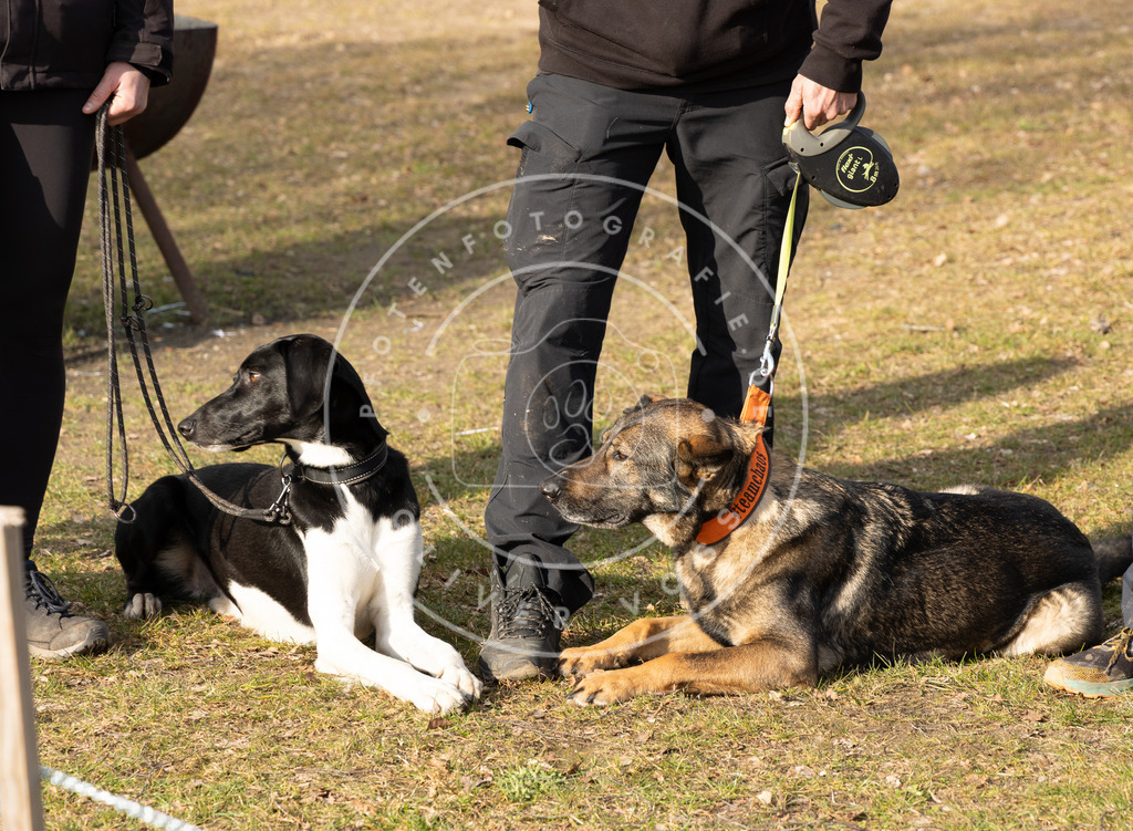 0L8A9082 | Hundefotografie, Tierfotograf, Pfotenfotografie, Fotoshooting Hund, Hunde Portrait, Hundesport, Hundeportraits, Heideshooting, Hunde, Sportfotograf, Hundefotograf, Turnierhundsport, THS,  - Realisiert mit Pictrs.com