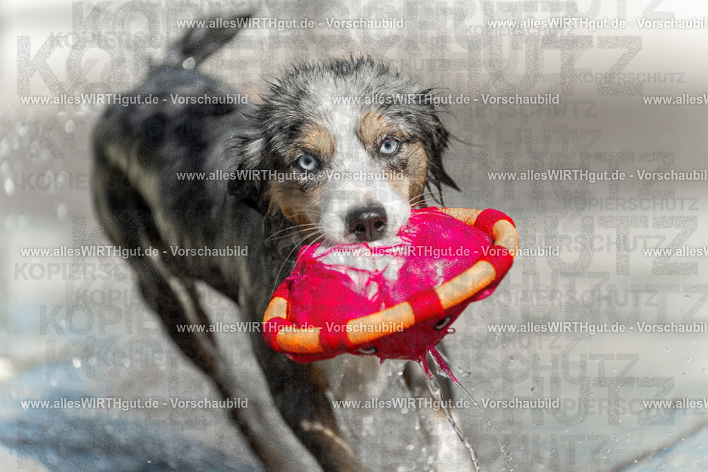 Hundeschwimmen_Volksbad_2026-allesWIRTHgut_Tierfotografie-2609061211-112144-7R500278 | Professionelle Tierfotografie in Mönchengladbach von Daniel Wirth (allesWIRTHgut). Liebevolle & natürliche Bilder von Hunden & Katzen für unvergessliche Erinnerungen.