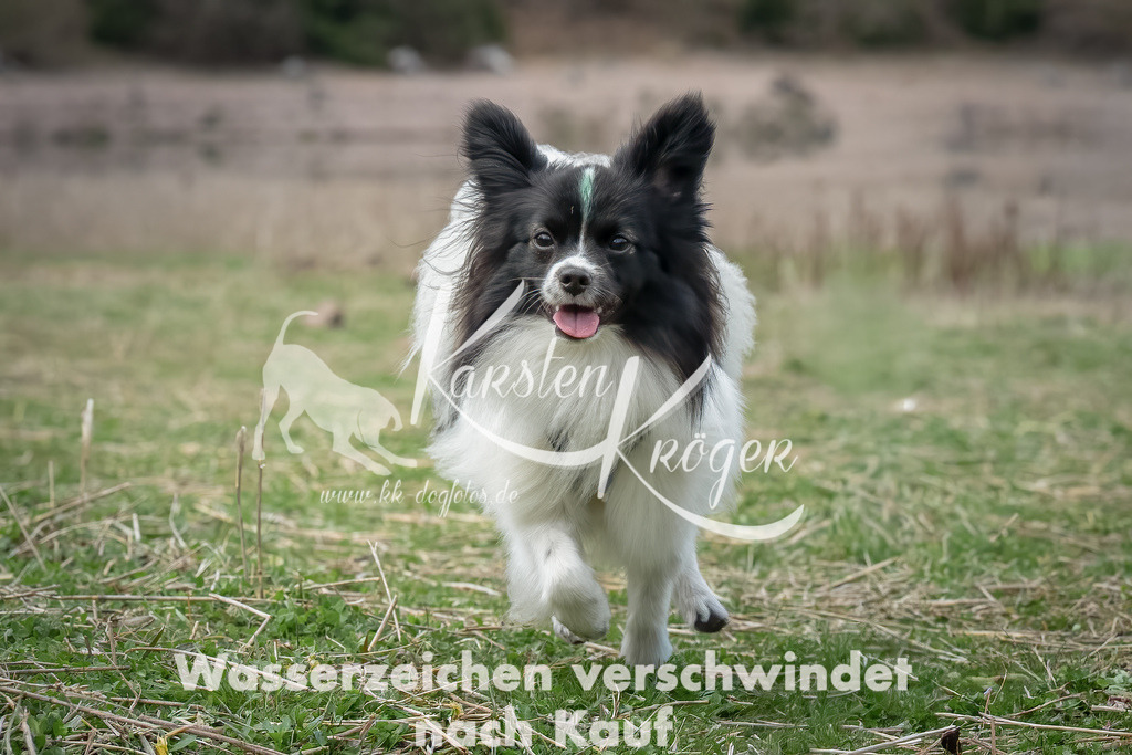 1833_ZZ99272-Bearbeitet-Bearbeitet | kk-dogfotos