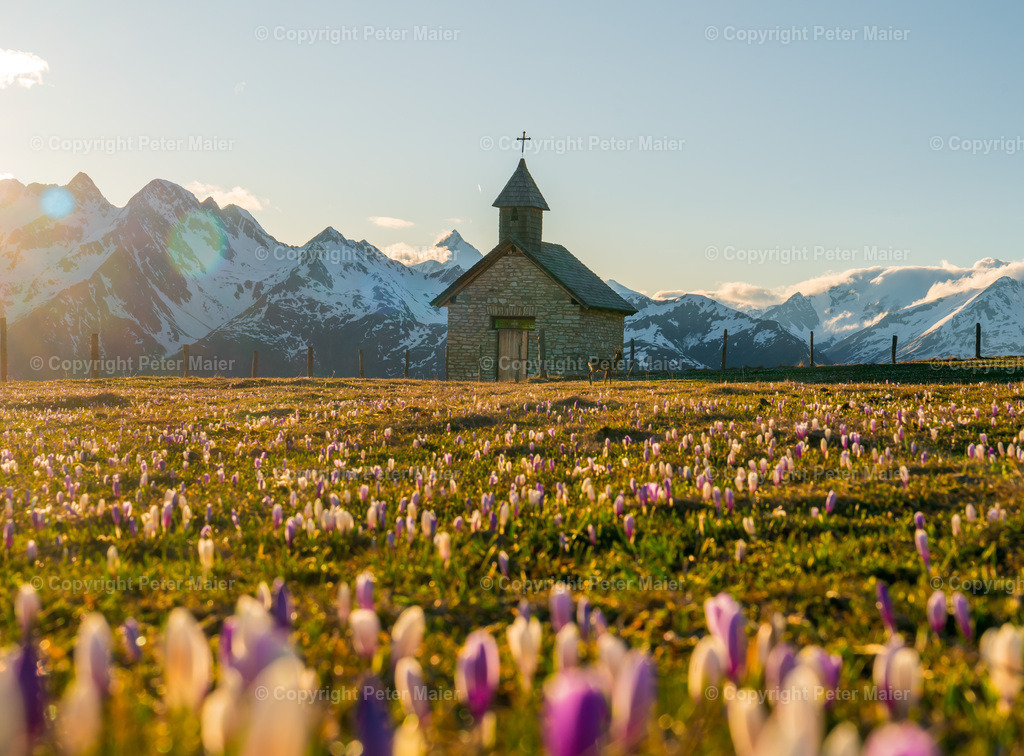 Glocknerblick_Krokusse_2024-109 | piet_flosse