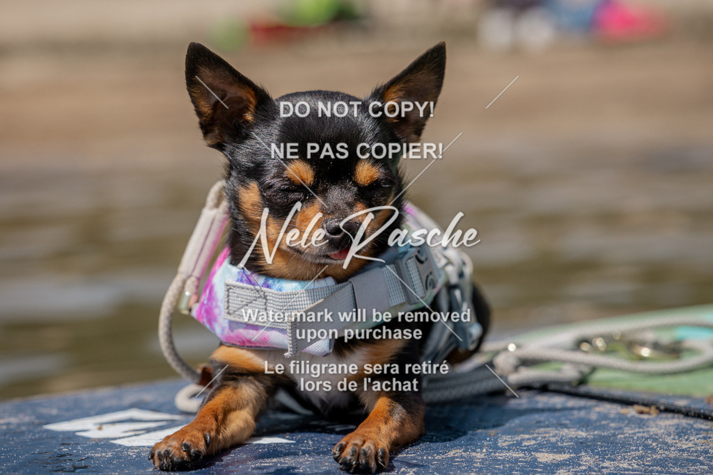nelerasche_saSUP1_336 | nelerasche