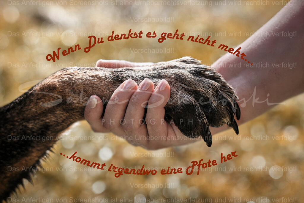 Postkarte "Wenn Du denkst es geht nicht mehr, kommt irgendwo eine Pfote her" | People- und Tierfotografie, Imageaufnahmen, Veranstaltungsfotografie und Wandbilder aus der Natur ★ Made in Germany ✔️ Druck + Downloads ✔️ Naturfotografie in Top Qualität ★ schneller Versand, weltweite Lieferung! - Realisiert mit Pictrs.com