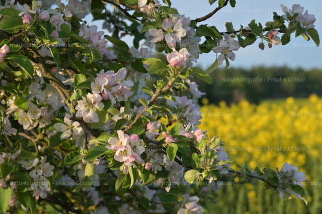 DSC_7633 | Naturfotografie Frauke Gläser - Realisiert mit Pictrs.com