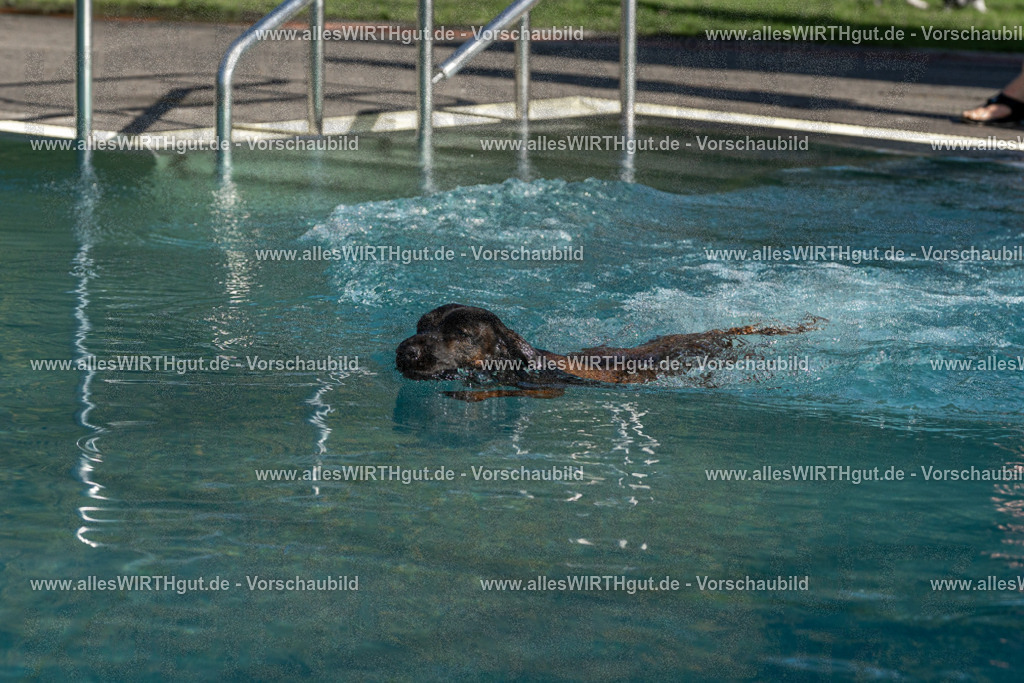 Hundeschwimmen_Volksbad_2026-allesWIRTHgut_Tierfotografie-2609061607-FAY07363 | Professionelle Tierfotografie in Mönchengladbach von Daniel Wirth (allesWIRTHgut). Liebevolle & natürliche Bilder von Hunden & Katzen für unvergessliche Erinnerungen.