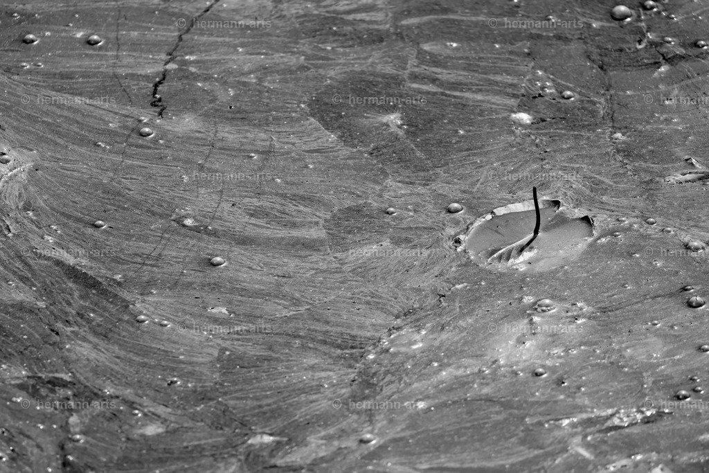 Bagno_09_07_24_DPP-72a | Photo Foto Kunst Art schwarzweiss Bilder Rheine Münster Berlin Blumen 