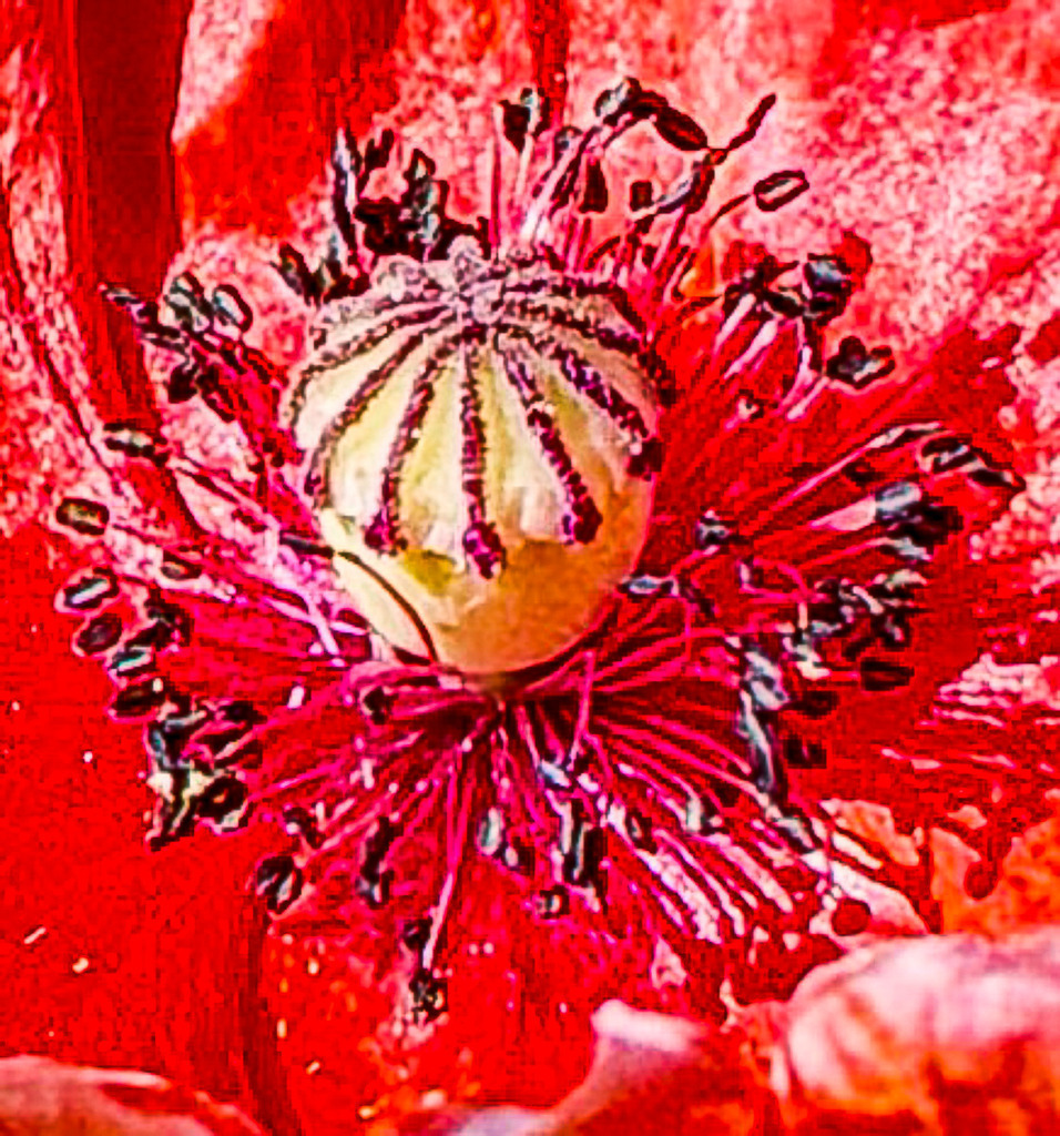 Wandbild Rote Mohn-Pareidolie - Abstrakte Makro-Naturkunst | Dieses exklusive Natur-Wandbild fasziniert durch seine beeindruckende optische Täuschung auf den zweiten Blick. Die meisterhafte Makroaufnahme des Zentrums einer Mohnblüte bricht mit klassischen Sehgewohnheiten: Die filigranen Staubblätter und die perfekt fokussierte Samenkapsel wirken wie eine lebendige, abstrakte Skulptur aus einer anderen Welt. Während das Zentrum messerscharf im Fokus liegt, versinken die signalstarken roten Blütenblätter in einer eleganten, malerischen Unschärfe. Fotograf Robert Steinke inszeniert dieses haptische Naturschauspiel in gestochen scharfer Premium-Qualität. Ein absolut progressiver und charakterstarker Blickfang für moderne Wohnzimmer, Schlafbereiche oder Design-Büros. Perfekt als Premium-Kunstdruck auf edlem Alu-Dibond oder unter brillantem Acrylglas für maximale Tiefenwirkung. - Realisiert mit Pictrs.com