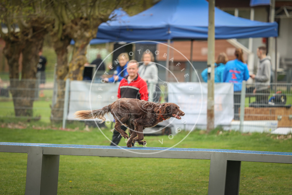 Pfotenfotografie_0L8A1691 | Hundefotografie, Tierfotograf, Pfotenfotografie, Fotoshooting Hund, Hunde Portrait, Hundesport, Hundeportraits, Heideshooting, Hunde, Sportfotograf, Hundefotograf, Turnierhundsport, THS,  - Realisiert mit Pictrs.com