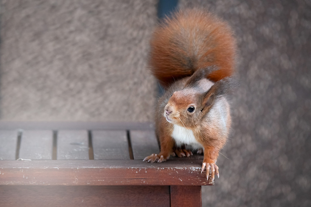 Eichhörnchen (red squirrel) | Deutschland | WILD﻿﻿LIFE · NATURE | just﻿love · justSOMEWHERE · just poster | ﻿POSTER | LEINWAND | FINEART | HOLZDRUCK | FOREX-FOTODRUCK | ALU-DIBOND | ACRYLGLAS | WILD'N FREE | germany | the netherlands | kenya | vietnam | egypt | wildtiere | eichhörnchen - Realisiert mit Pictrs.com
