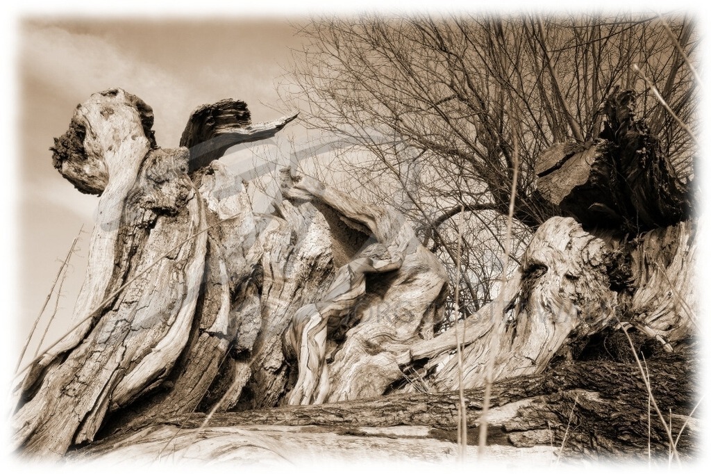 NatureArt-BROKENTREE_8275b2 | Wurzelholz in Sepia | #004 | Modell: Liza | Foto: Dirk Ludwig - Realisiert mit Pictrs.com