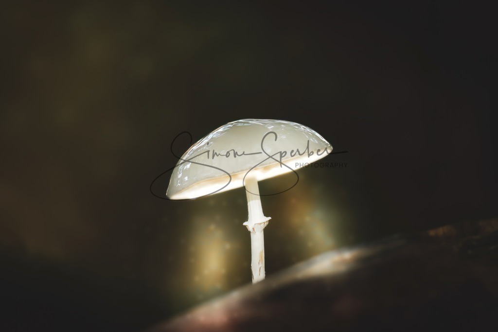 Lampenpilz | Simone Sperber, svb-photography,Fotografin,Bilddesignerin,Naturfotografie,Macrofotografie,Tierfotografie,Wildtierfotografie,Ausstellungen,Auftragsfotografie,Kunst,Art,Photographer,Shootings,Bildberatbeitung,Galerie,Shop