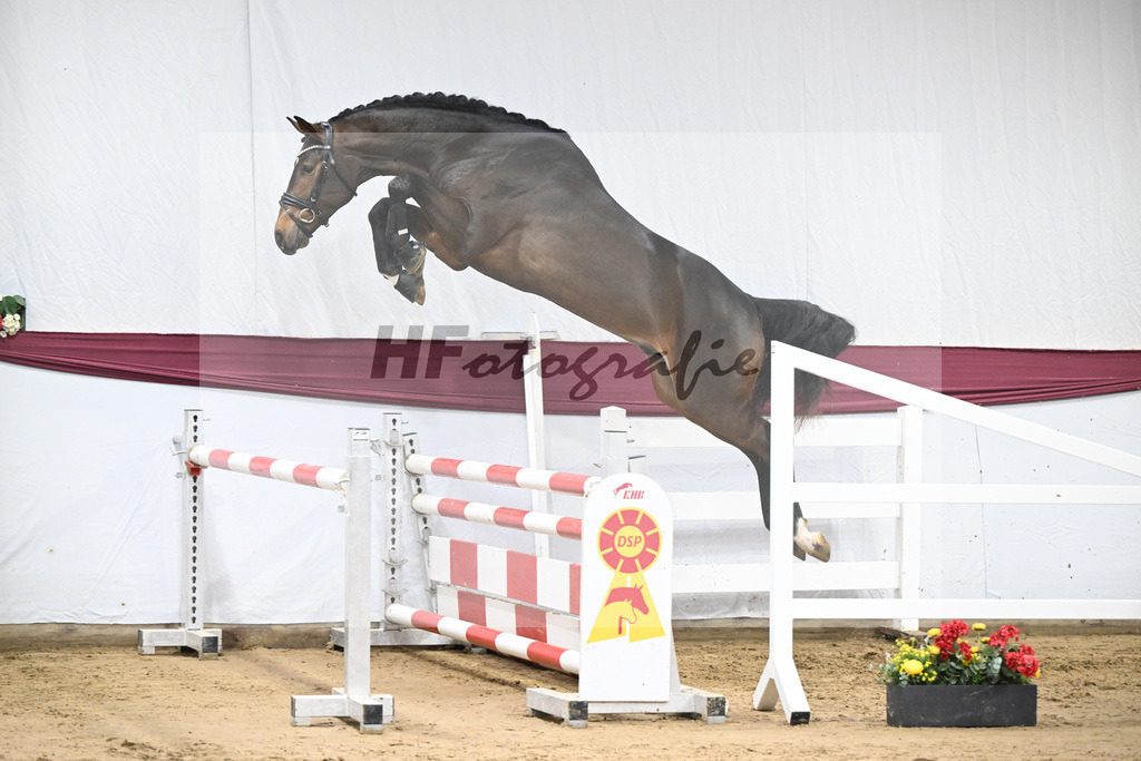 Kat-Nr. 94 Conthalou x Stalypso_Matthias Schlamminger GmbH_47253072 | hf-fotografie - Realisiert mit Pictrs.com