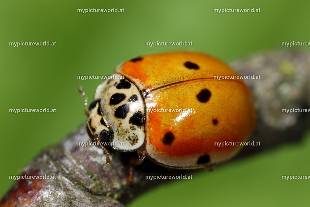 Adalia decempunctata-003 | Das Bilderarchiv über Tiere, Planzen und Landschaften. In der Bilddatenbank finden Sie ein große Auswahl an hochwertigen Bilder für Ihre Werbung - Realisiert mit Pictrs.com