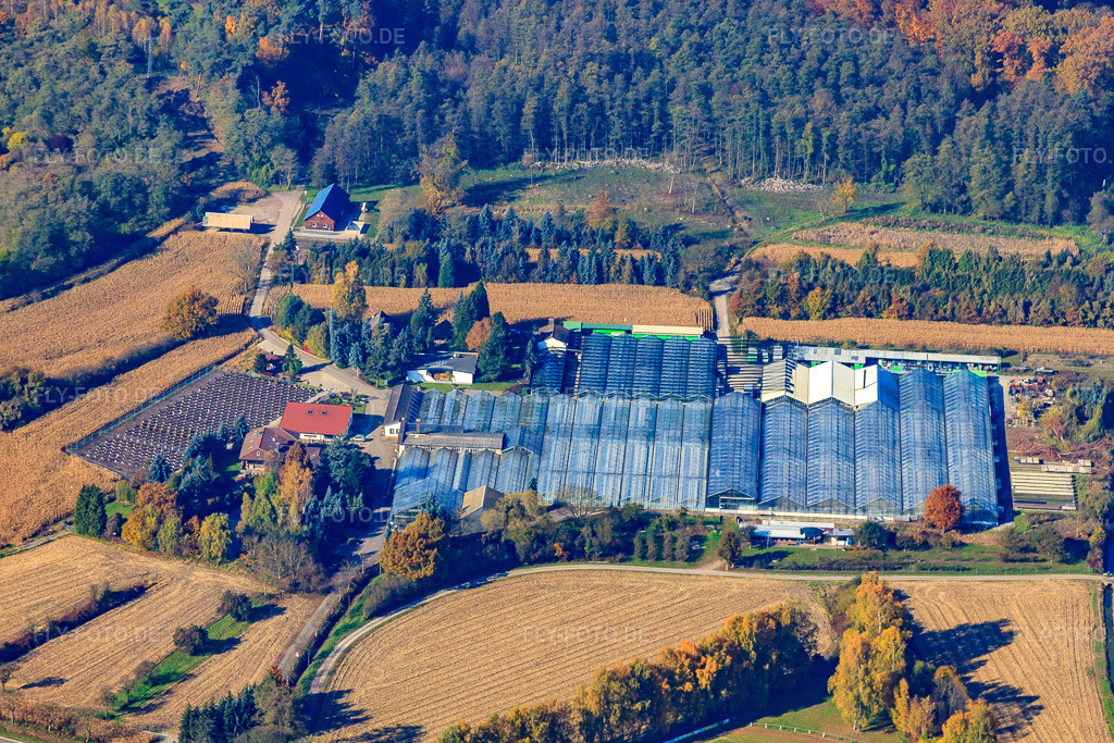 Luftbild: Geranien Endisch GmbH in Hagenbach im Bundesland Rheinland-Pfalz in Deutschland. Foto: IMG_35269.jpg vom 31.10.2010 durch Werner Riehm/FLY-FOTO.de