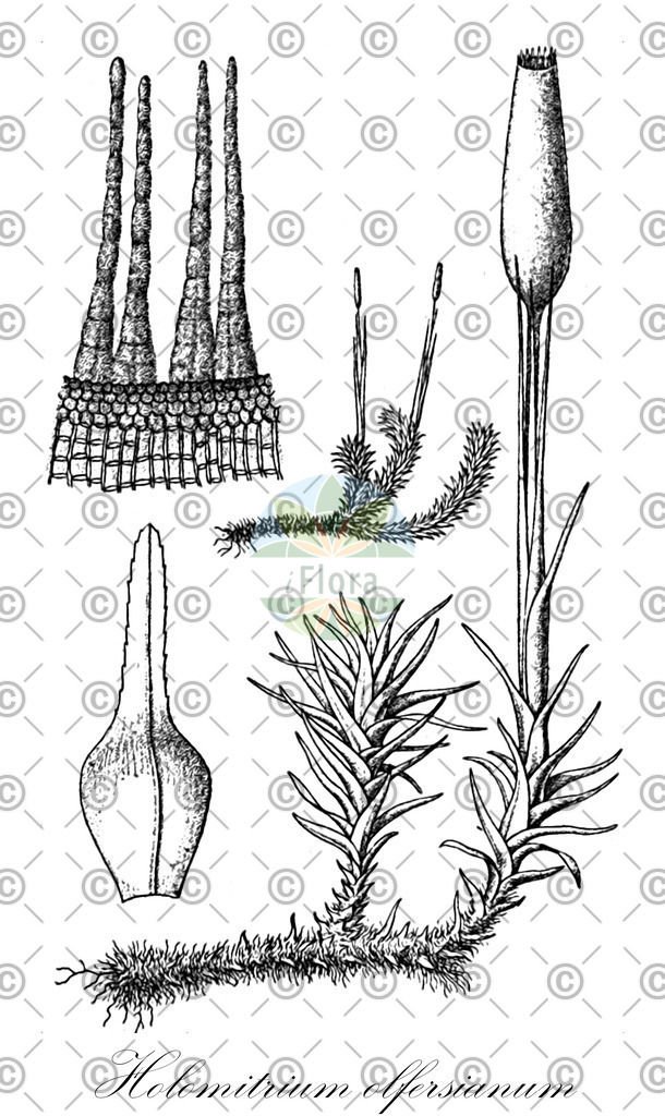 HistAbb_2975_1_SIMPLE | Historische Abbildung von Holomitrium olfersianum - Dicranaceae | Historical Illustration of Holomitrium olfersianum - Dicranaceae