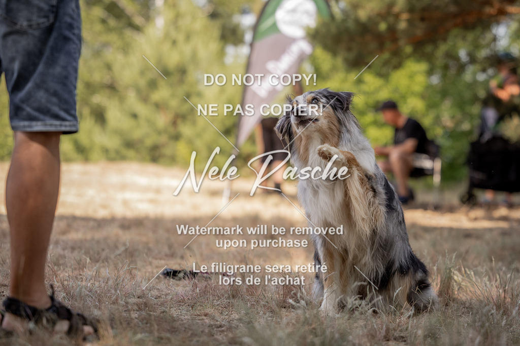 nelerasche_soDD2_113 | nelerasche