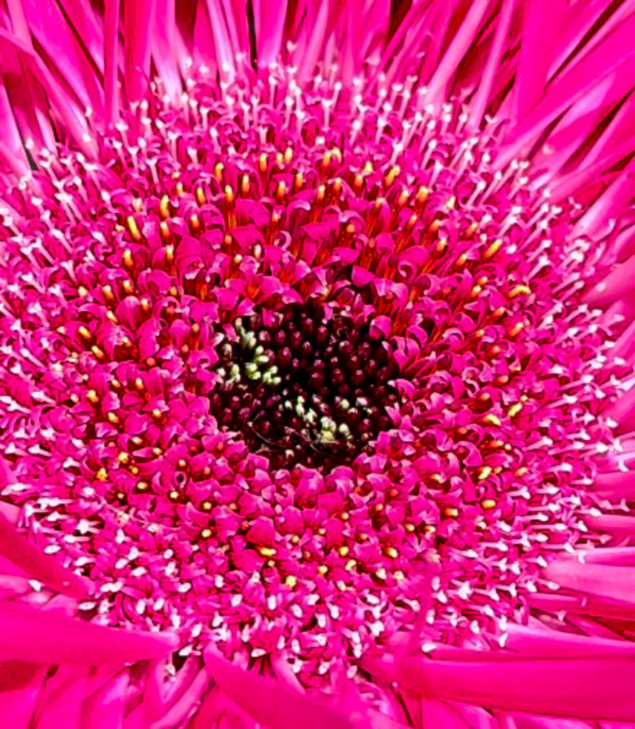 Wandbild Pink Galaxy - Botanische Makro-Pareidolie | Dieses außergewöhnliche Fine-Art-Wandbild fasziniert durch eine spektakuläre optische Illusion auf den zweiten Blick. Die extrem vergrößerte Makroaufnahme des Zentrums einer pinken Gerbera-Blüte wirkt wie eine weit entfernte, glühende Galaxie im unendlichen Weltall. Das hypnotische Spiel aus leuchtendem Neon-Pink und den tiefen, körnigen Strukturen des Blütenkerns erzeugt eine atemberaubende visuelle Tiefe. Fotograf Robert Steinke fängt diese botanische Pareidolie in gestochen scharfer Premium-Qualität ein. Ein absolutes High-End-Statement für moderne Wohnzimmer, stilvolle Schlafbereiche oder kreative Design-Büros, die nach einem mutigen, farbintensiven Kunstwerk verlangen. Perfekt als Premium-Kunstdruck auf edlem Alu-Dibond oder unter brillantem Acrylglas für maximale Leuchtkraft. - Realisiert mit Pictrs.com