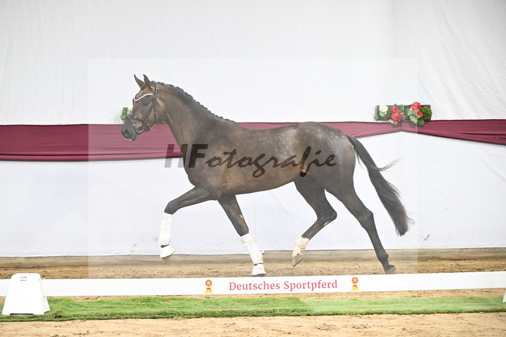 Kat-Nr. 63 Feliciano x Don Martillo_Michaela Rupp_47252429 | hf-fotografie - Realisiert mit Pictrs.com