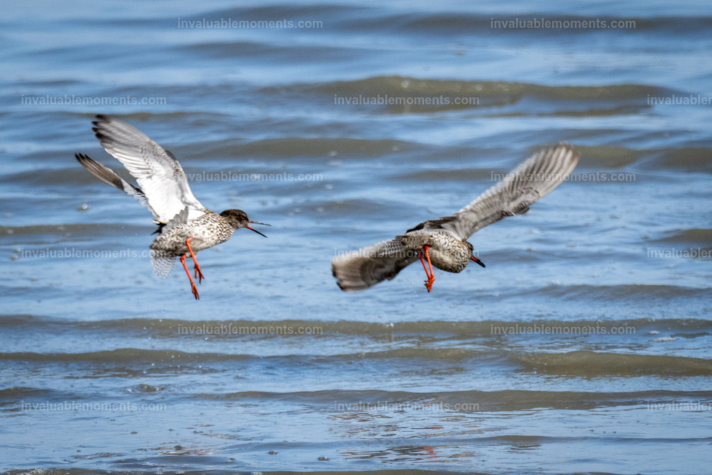 DSC_6787 | invaluablemoments.com - Realisiert mit Pictrs.com