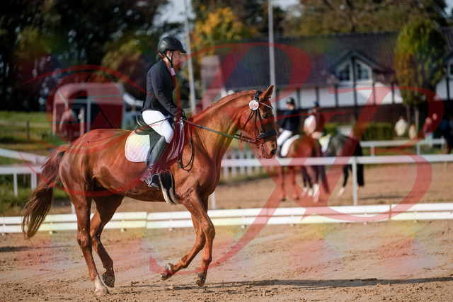 2026_10_03_Siefer-Hof_114202_Z63_23204576 | Professionelle Reitsport-, Turnier- und Eventfotografie von Robert Broda. Galerien mit ausgewählten und bearbeiteten Bildern direkt online ansehen und bestellen.