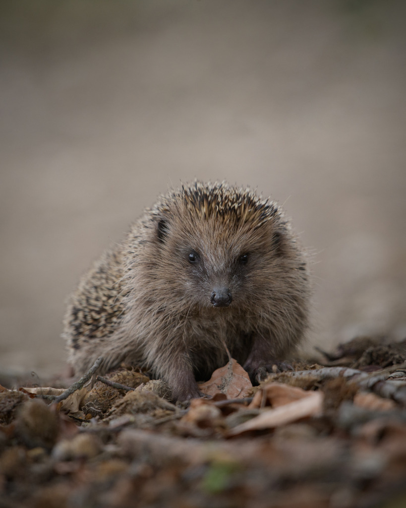 Igel posiert für die Kamera | Ich bin Fotograf aus Neuburg an der Donau und spezialisiere mich auf Wildlife-Fotografie, Landschaftsaufnahmen und Portraits.Ob Hochzeit, Familienbilder oder Naturaufnahmen – ich fange echte Momente ein, die bleiben. 