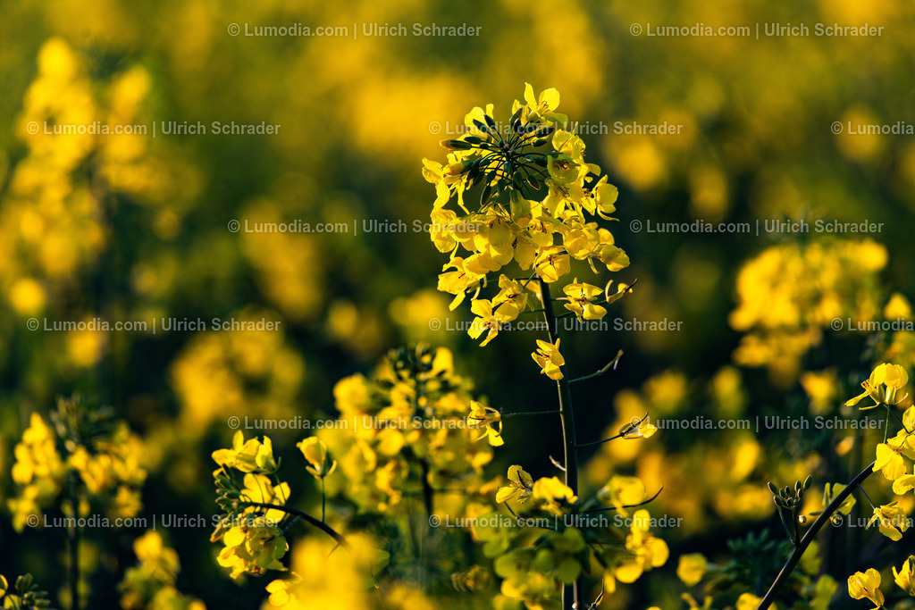 10049-14102 - Rapsblüte | Stockfoto und Bilderpool mit Bildmaterial aus Deutschland, dem Harz, Halberstadt, Quedlinburg, Wernigerode und weltweit. Qualitativ hochwertige und professionelle Fotos anschauen und kaufen. - Realisiert mit Pictrs.com