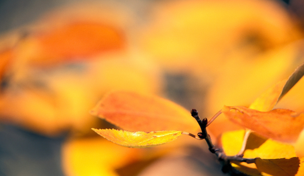 Gelbe Herbstblaetter | Wien, Austria - December 09, 2009: Gelbe Herbstblaetter. - Realisiert mit Pictrs.com