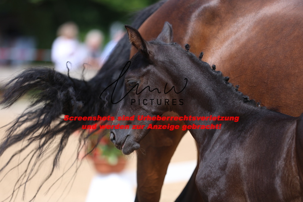 Fohlenschau_Schwäbisch_Hall_dressurbetonte_Fohlen_KN 52_16 | lmwpictures - Realisiert mit Pictrs.com